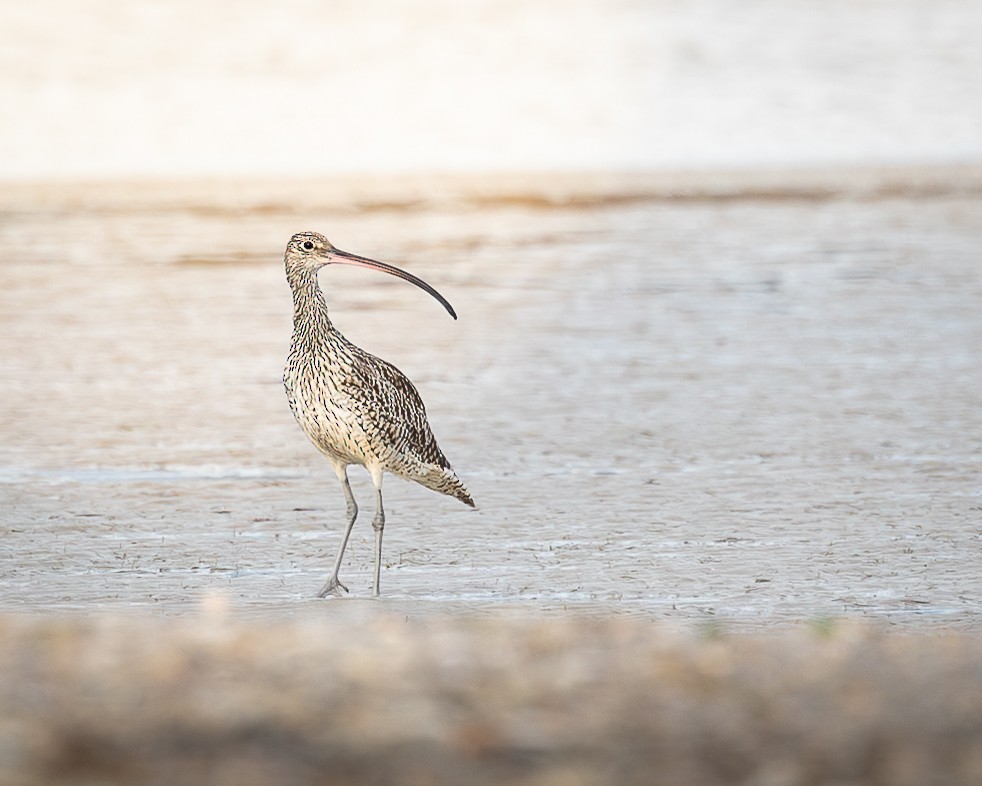 Far Eastern Curlew - ML646728097