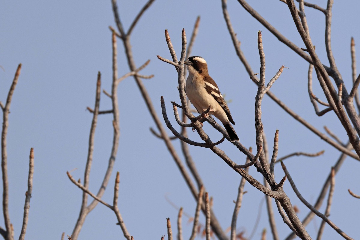 Ak Kaşlı Dokumacı - ML646728098
