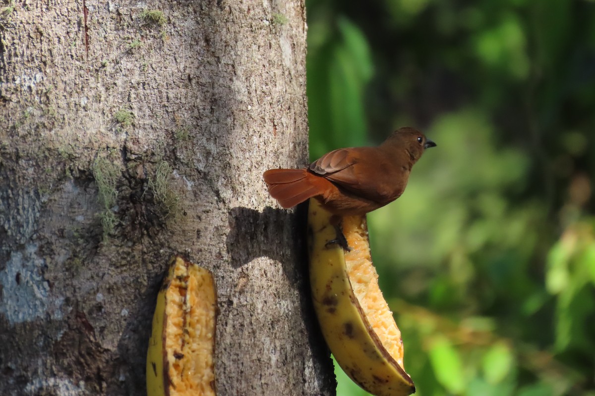 White-lined Tanager - ML646728109