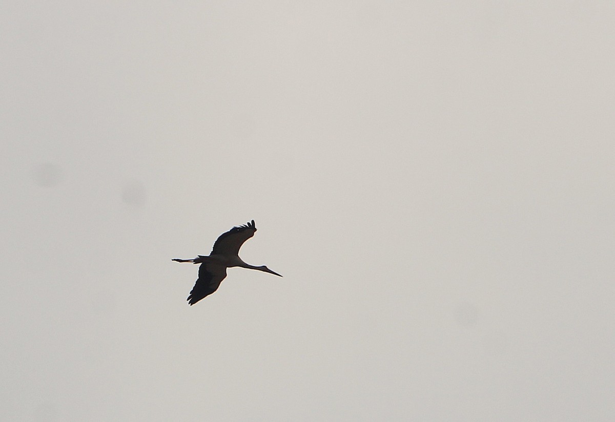 Whistling Heron - ML646728112