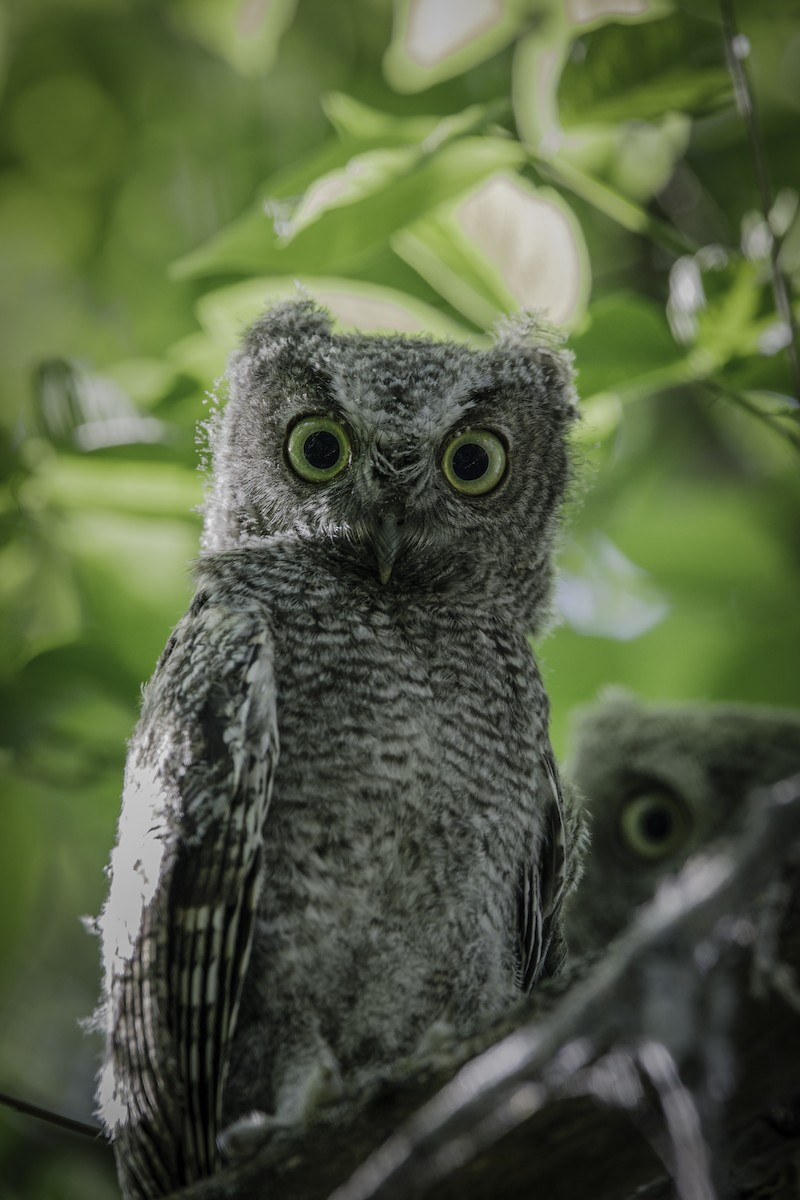 Eastern Screech-Owl - ML646728114