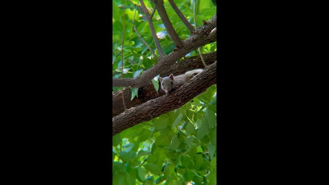 Pallas' Squirrel - ML646728115