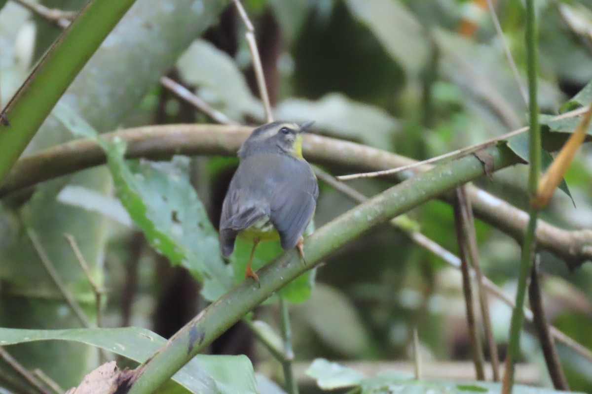 Golden-crowned Warbler - ML646728119