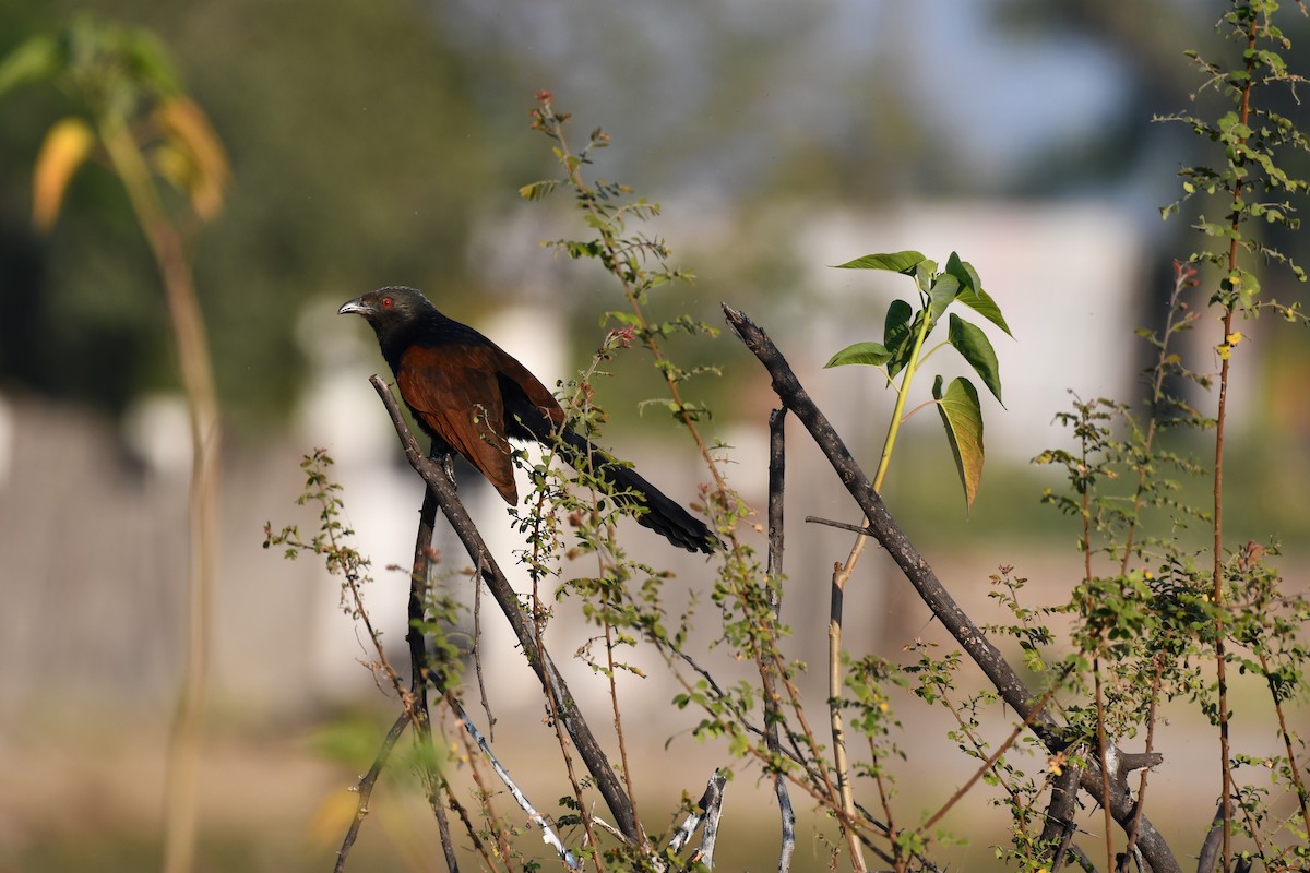 Greater Coucal - ML646728123