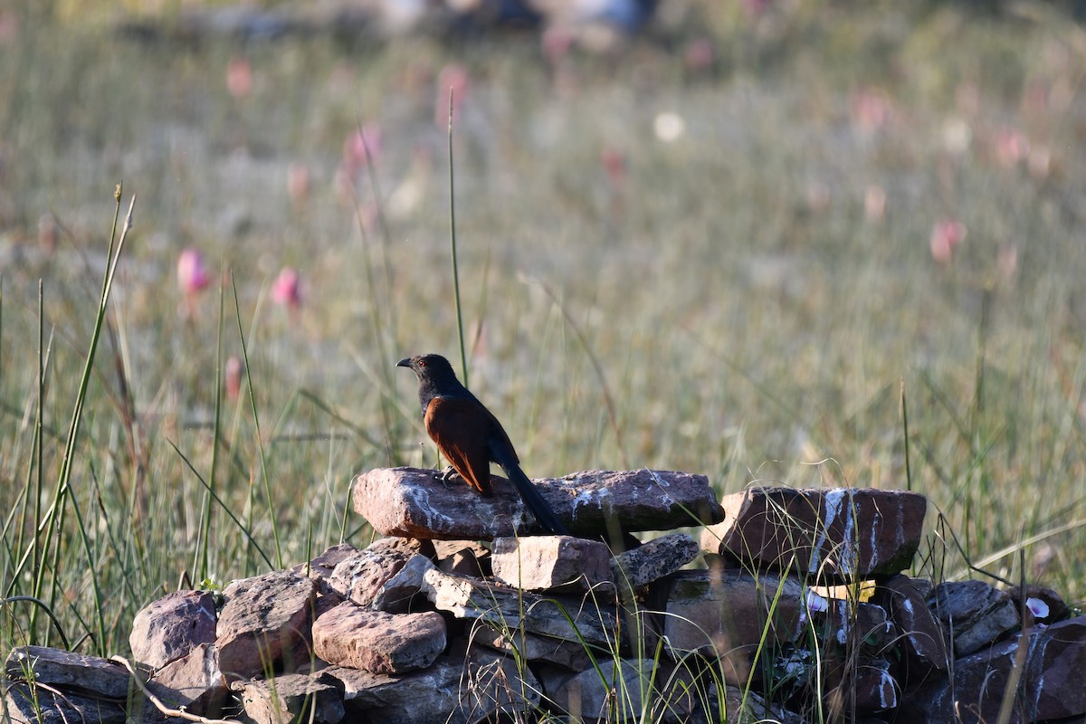 Greater Coucal - ML646728124