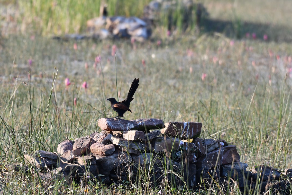 Greater Coucal - ML646728126