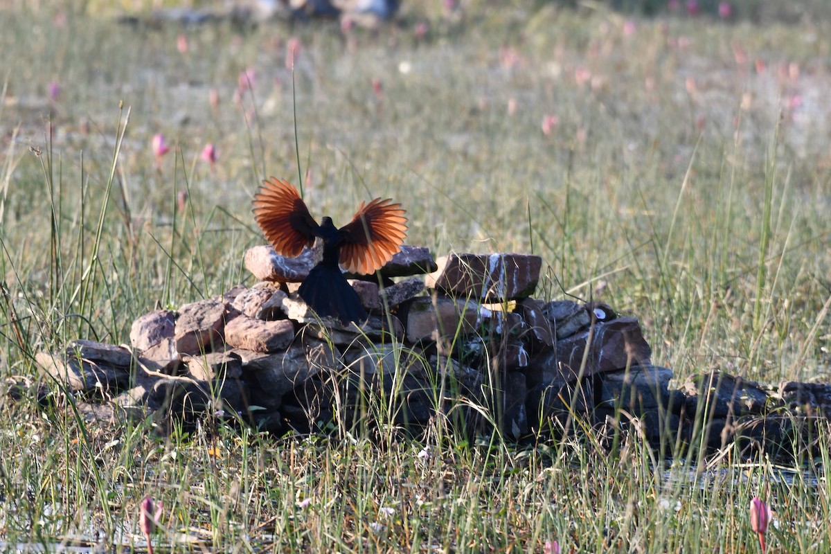 Greater Coucal - ML646728127