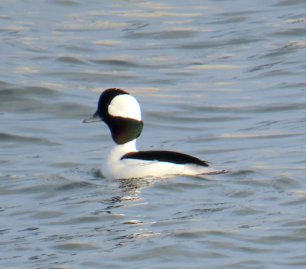 Bufflehead - ML646728129