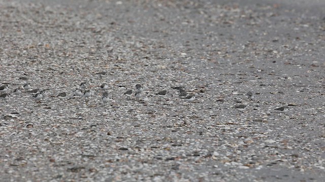 Gambecchio collorosso - ML646728131