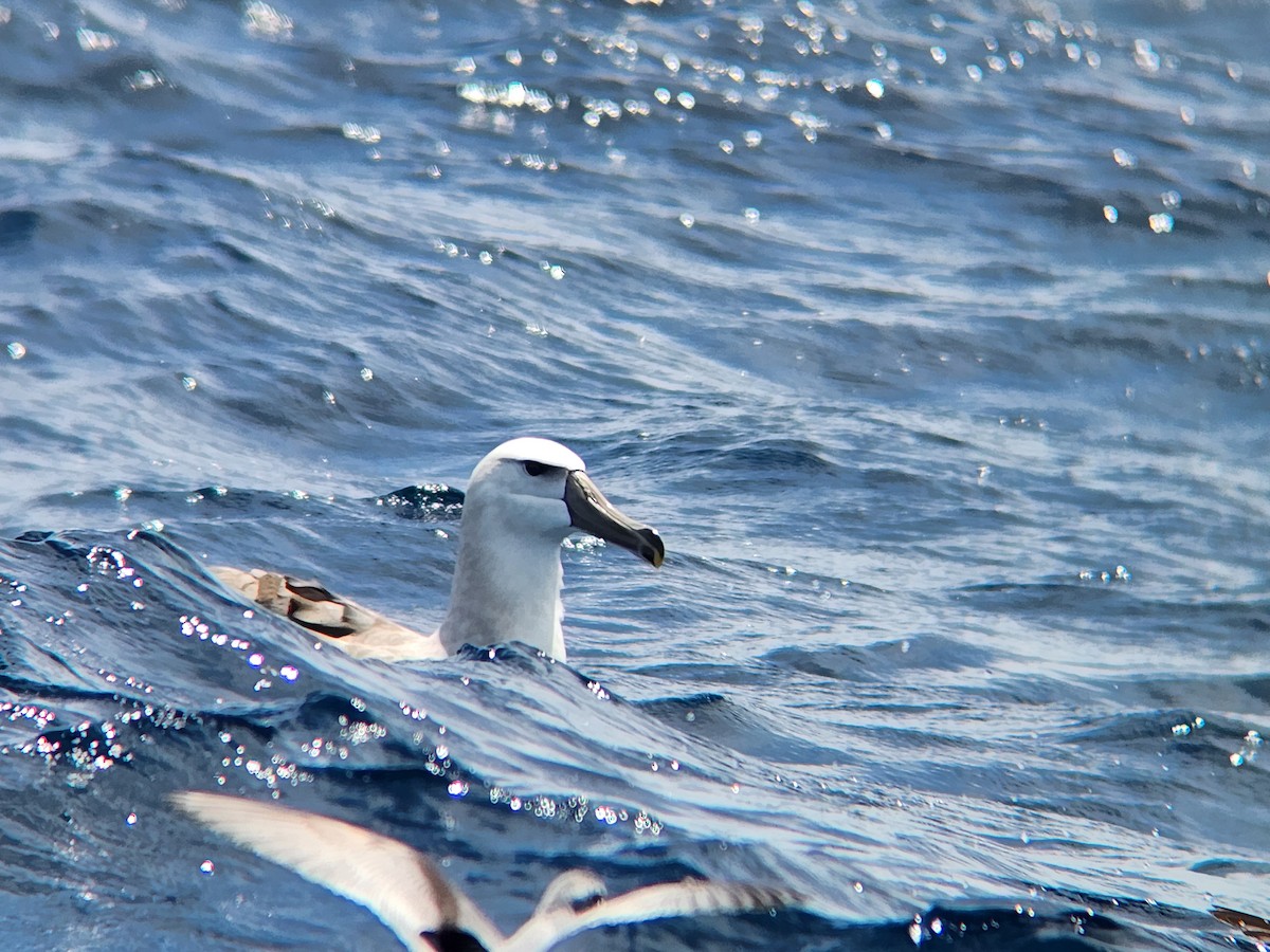 White-capped Albatross - ML646728133