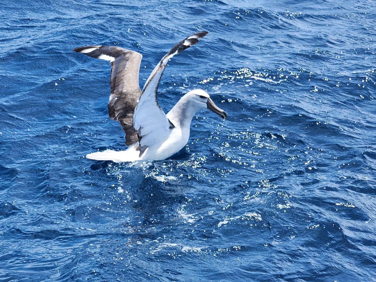 White-capped Albatross - ML646728134