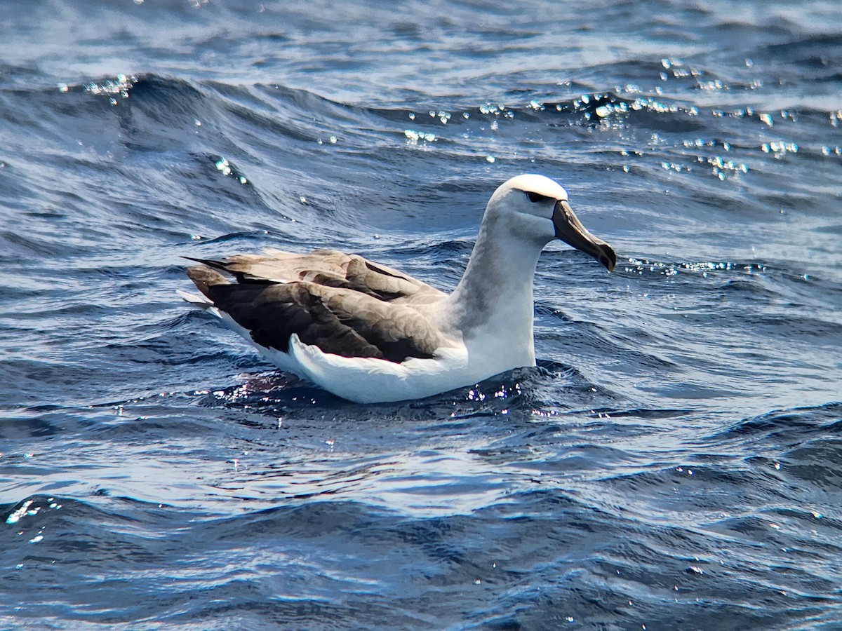 White-capped Albatross - ML646728135