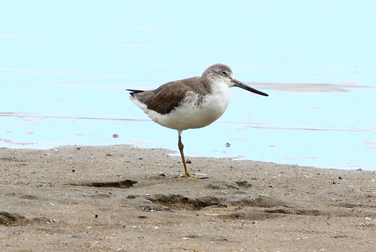 Nordmann's Greenshank - ML646728136
