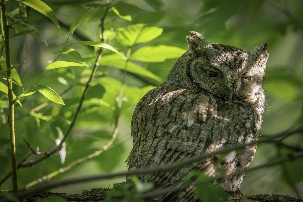 Eastern Screech-Owl - ML646728139