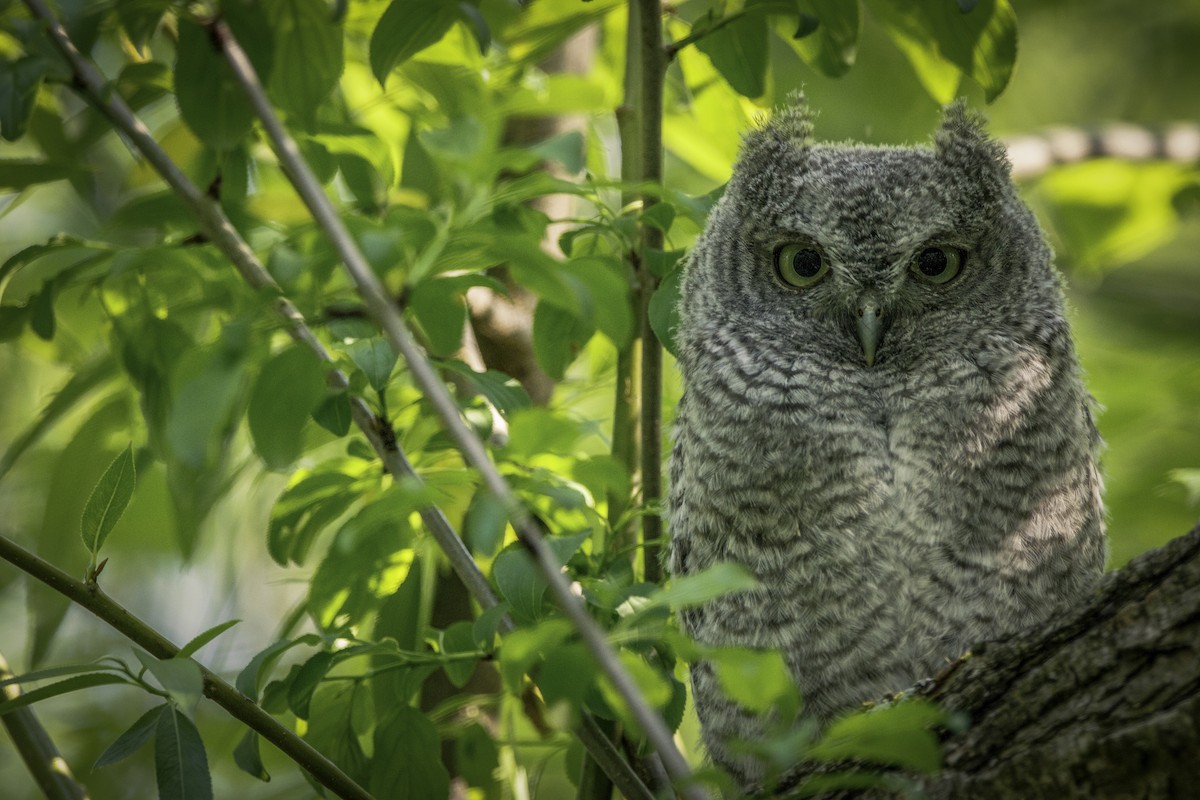 Eastern Screech-Owl - ML646728140