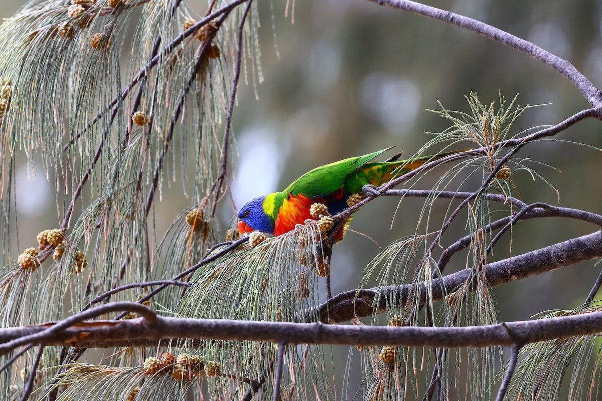 Rainbow Lorikeet - ML646728141