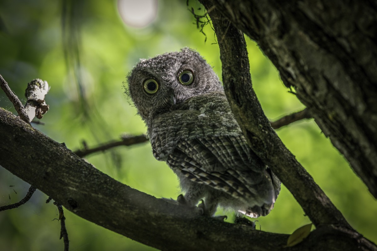 Eastern Screech-Owl - ML646728142
