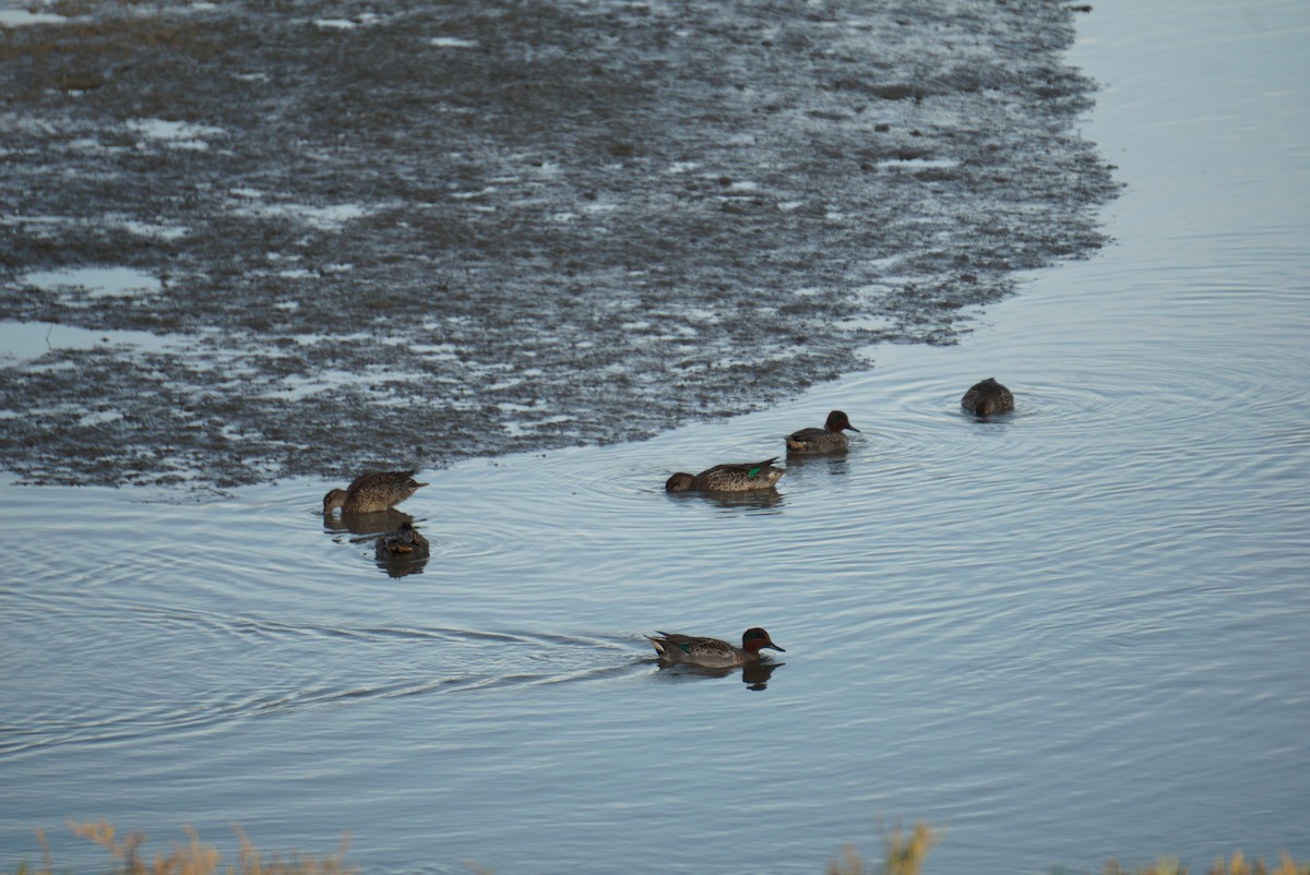 Green-winged Teal - ML646728144