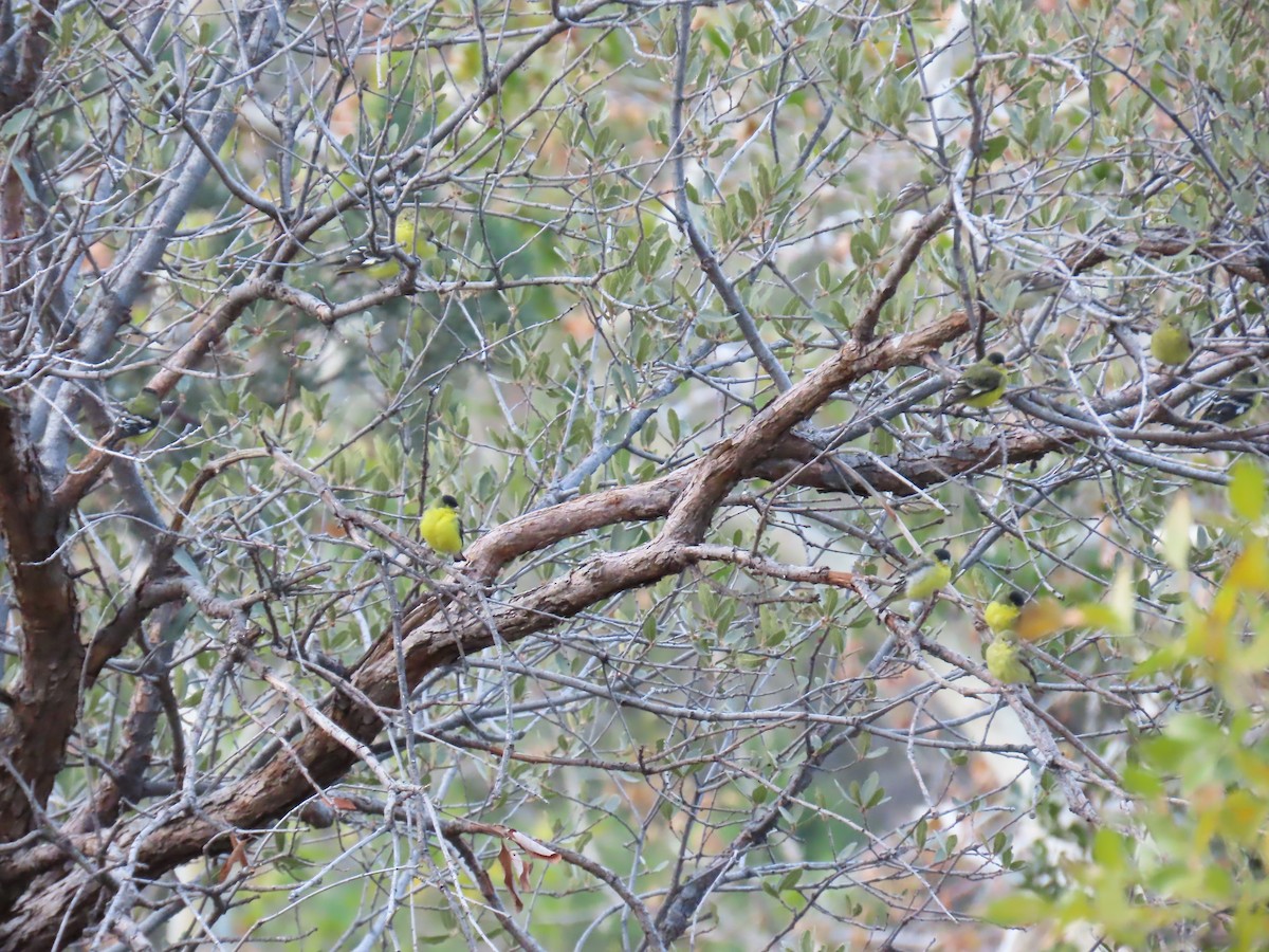 Rivoli's Hummingbird - ML646728148