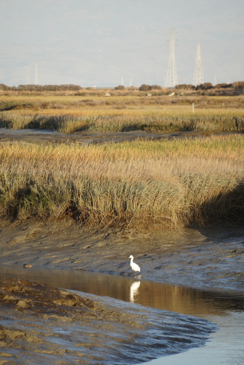 Snowy Egret - ML646728151