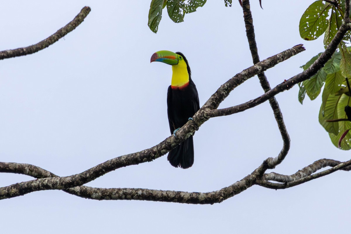 Keel-billed Toucan - ML646728157