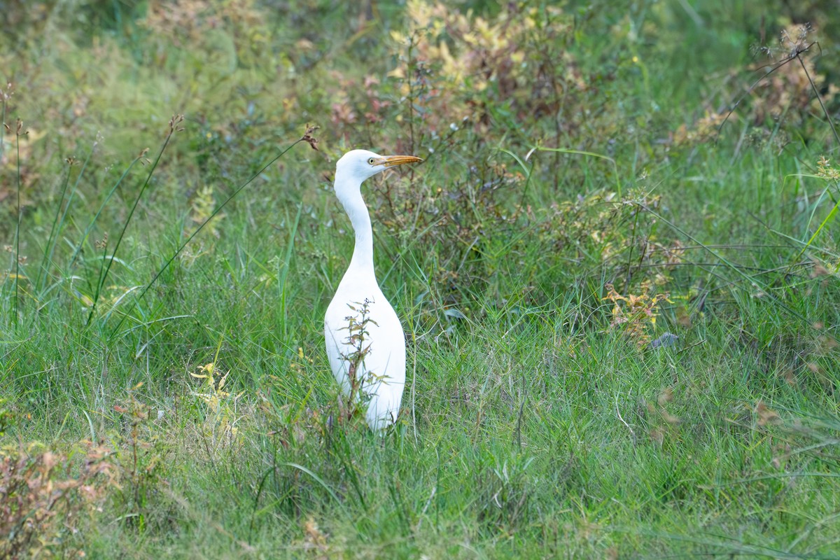 Восточная египетская цапля - ML646728158
