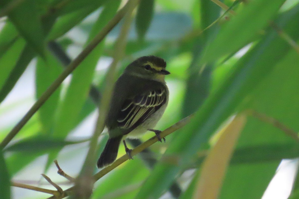Golden-faced Tyrannulet - ML646728161