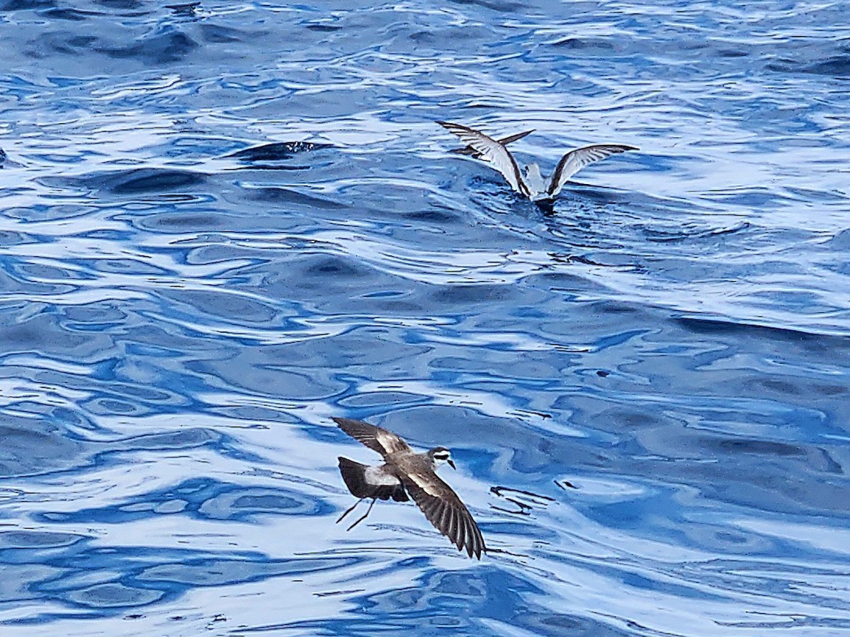 Weißgesicht-Sturmschwalbe - ML646728166