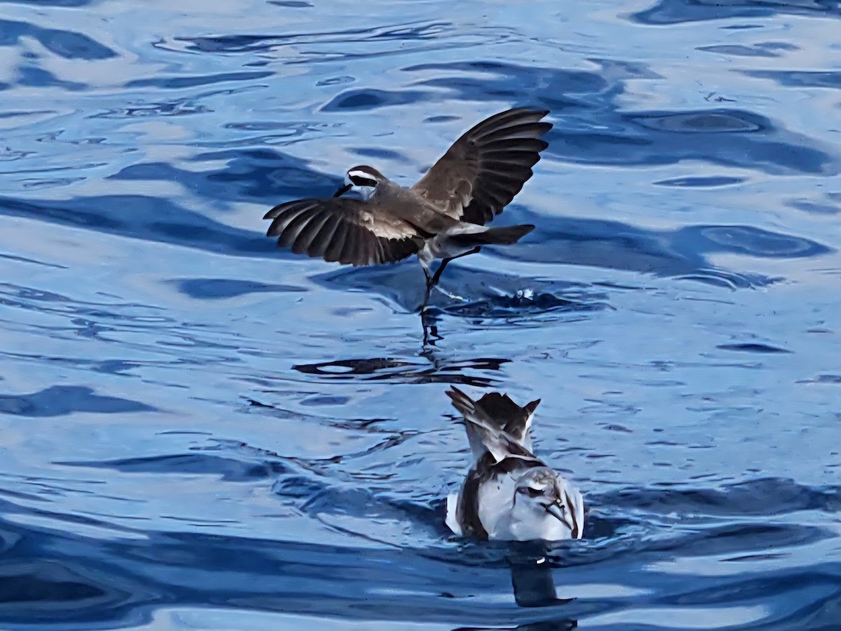 Weißgesicht-Sturmschwalbe - ML646728167