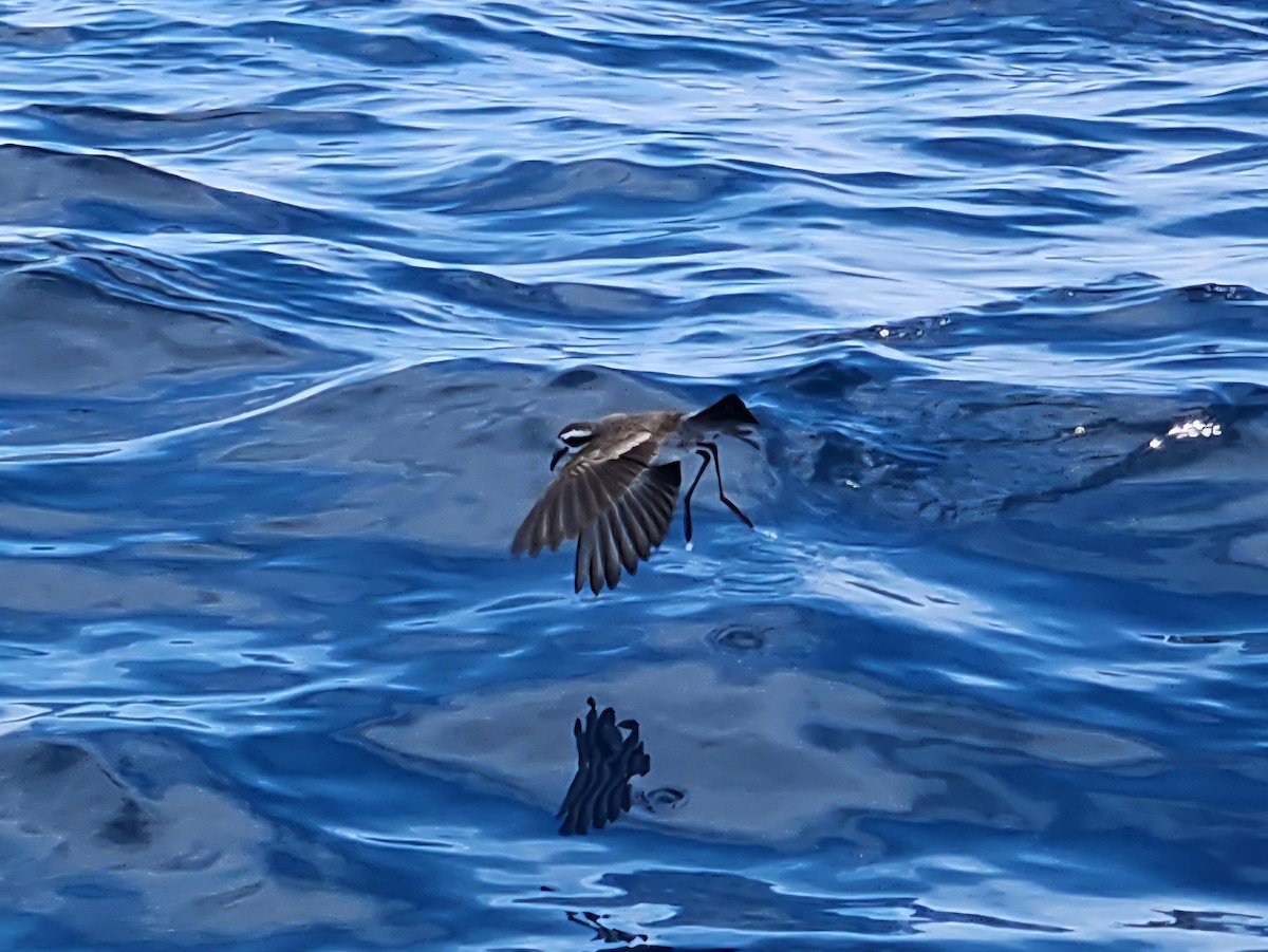 Weißgesicht-Sturmschwalbe - ML646728168