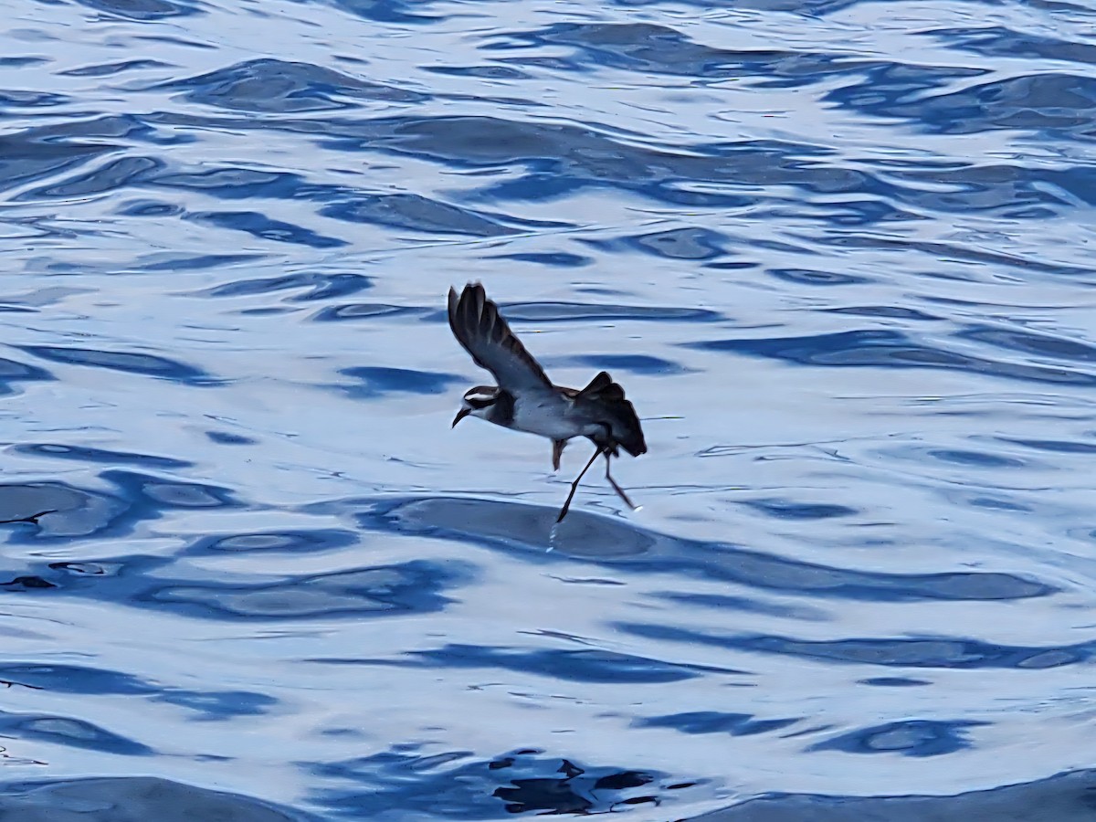 Weißgesicht-Sturmschwalbe - ML646728169