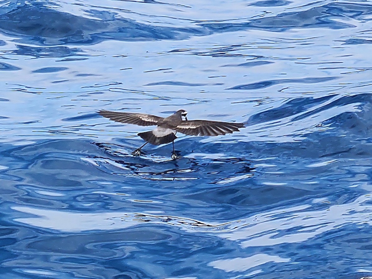 Weißgesicht-Sturmschwalbe - ML646728170