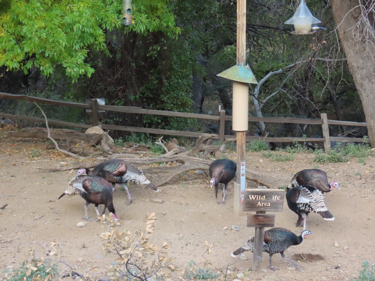 Wild Turkey - ML646728171