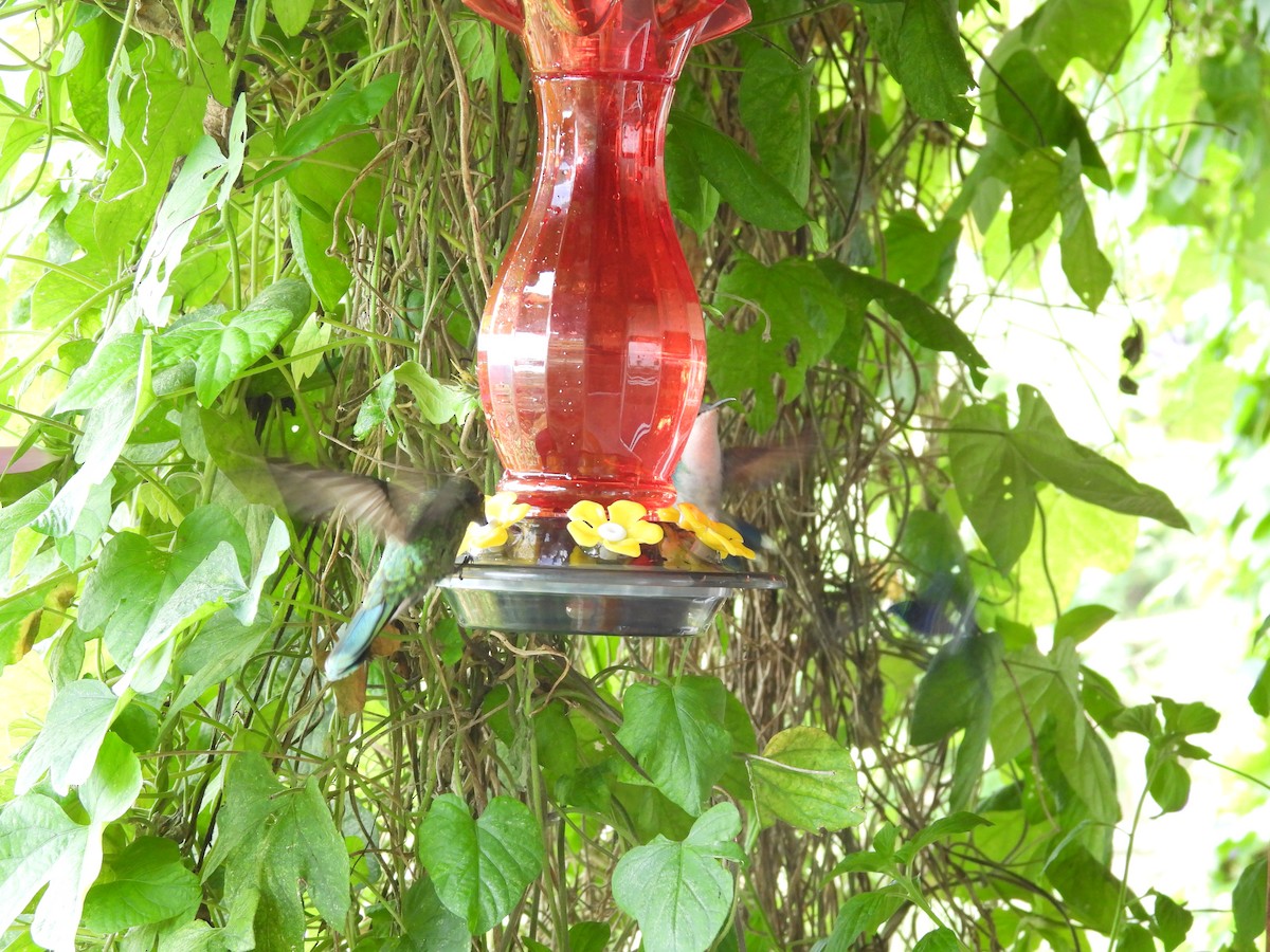 Sparkling Violetear - ML646728173