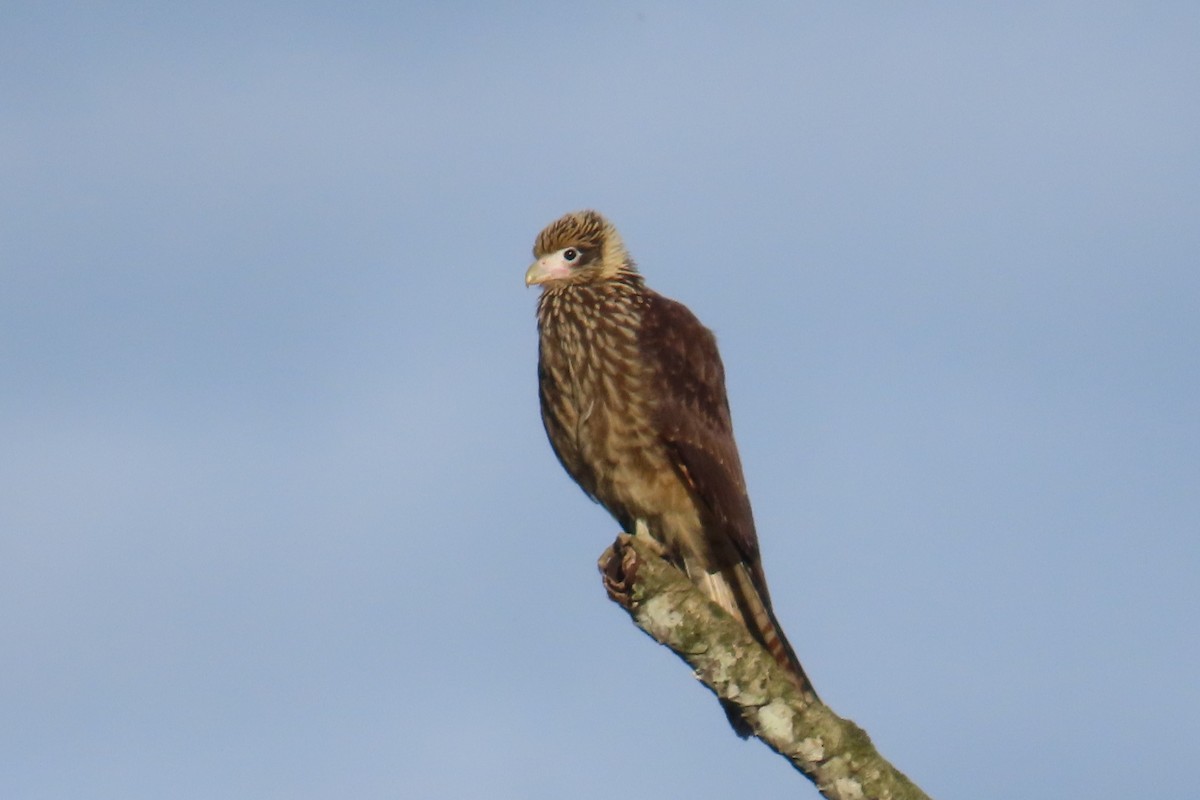Yellow-headed Caracara - ML646728182