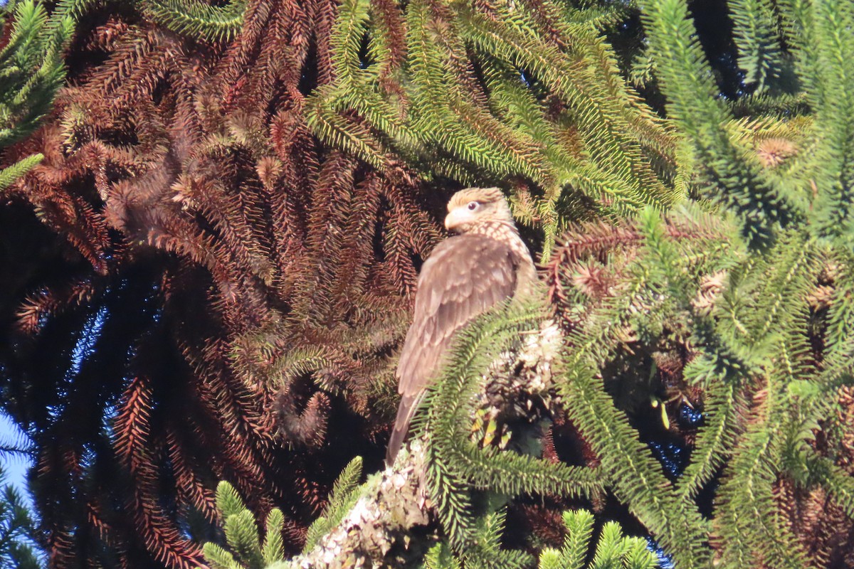 Yellow-headed Caracara - ML646728183