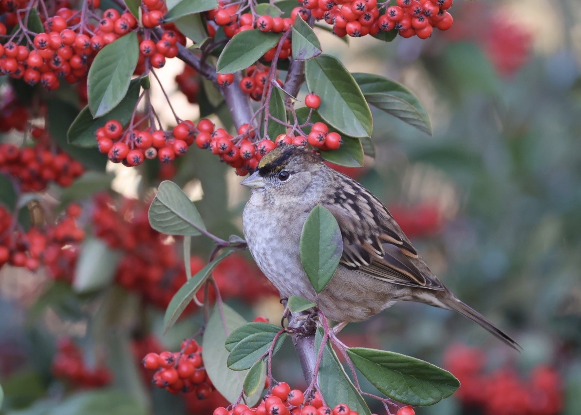 Golden-crowned Sparrow - ML646728188