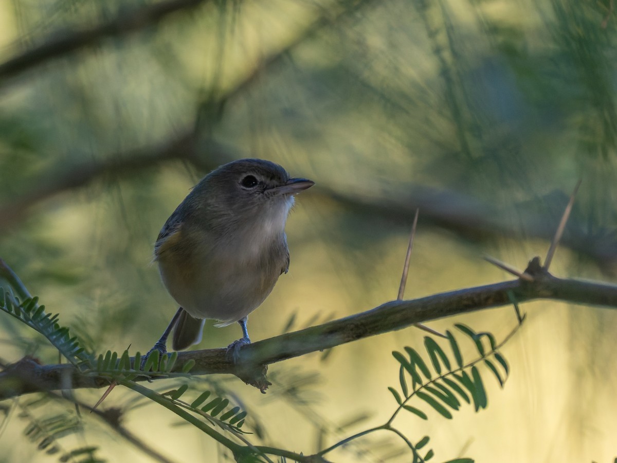 Bell's Vireo - ML646728189