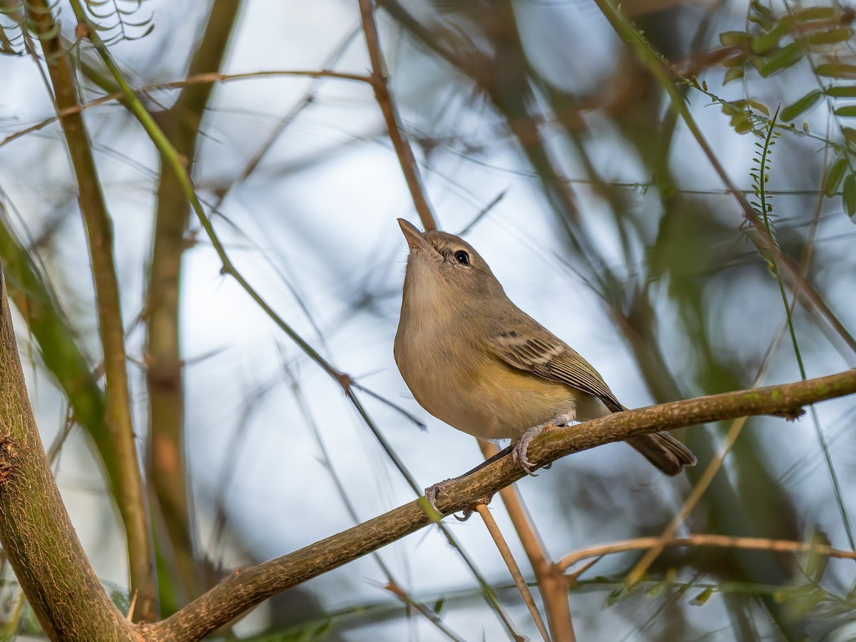 Bell's Vireo - ML646728190