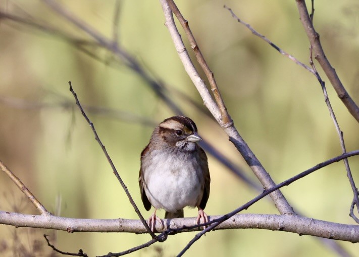 White-throated Sparrow - ML646728193