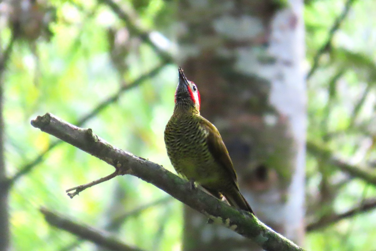 Golden-olive Woodpecker - ML646728194