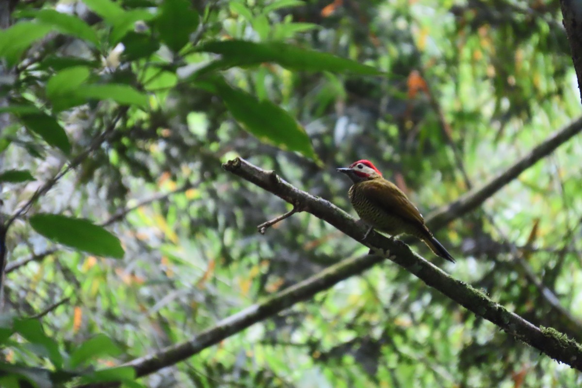 Golden-olive Woodpecker - ML646728195