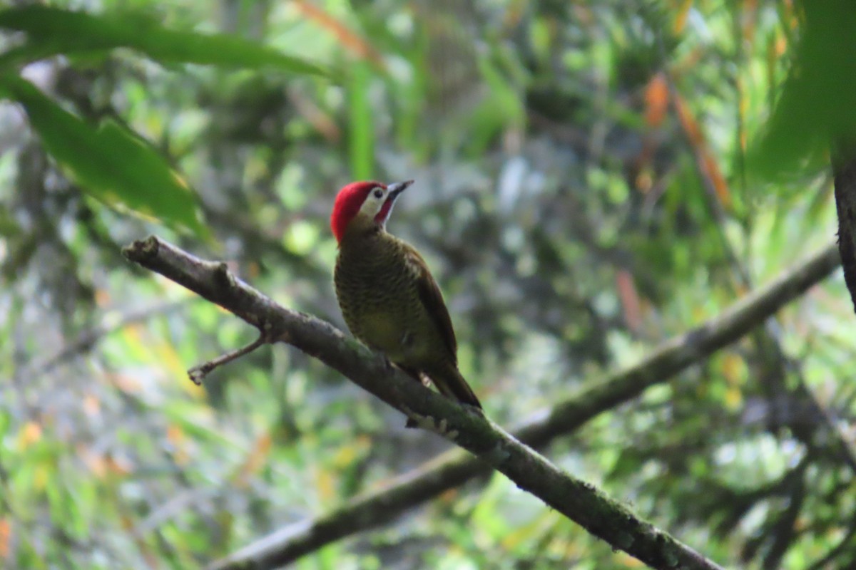Golden-olive Woodpecker - ML646728196