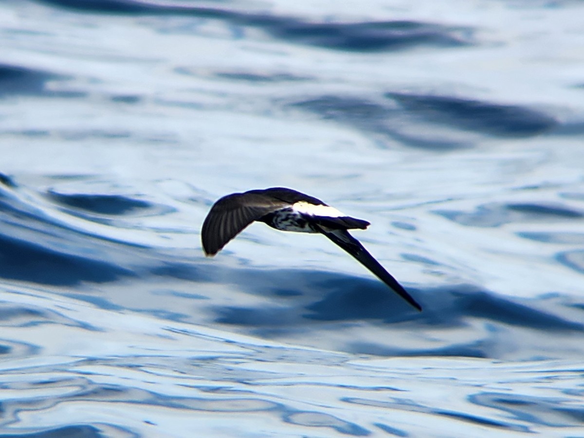 New Zealand Storm-Petrel - ML646728197
