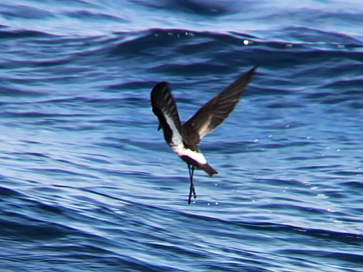 New Zealand Storm-Petrel - ML646728198