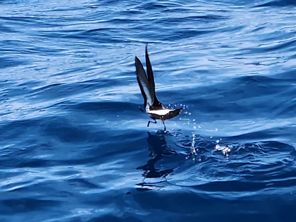 New Zealand Storm-Petrel - ML646728199