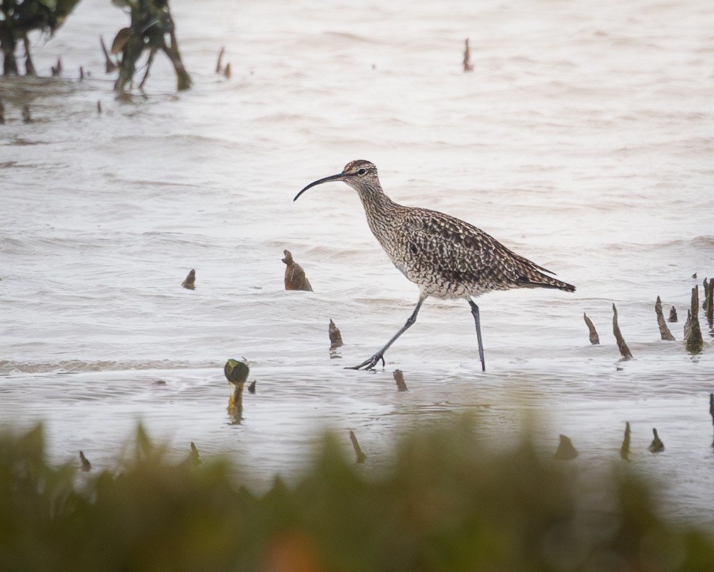 Eurasian Whimbrel - ML646728200