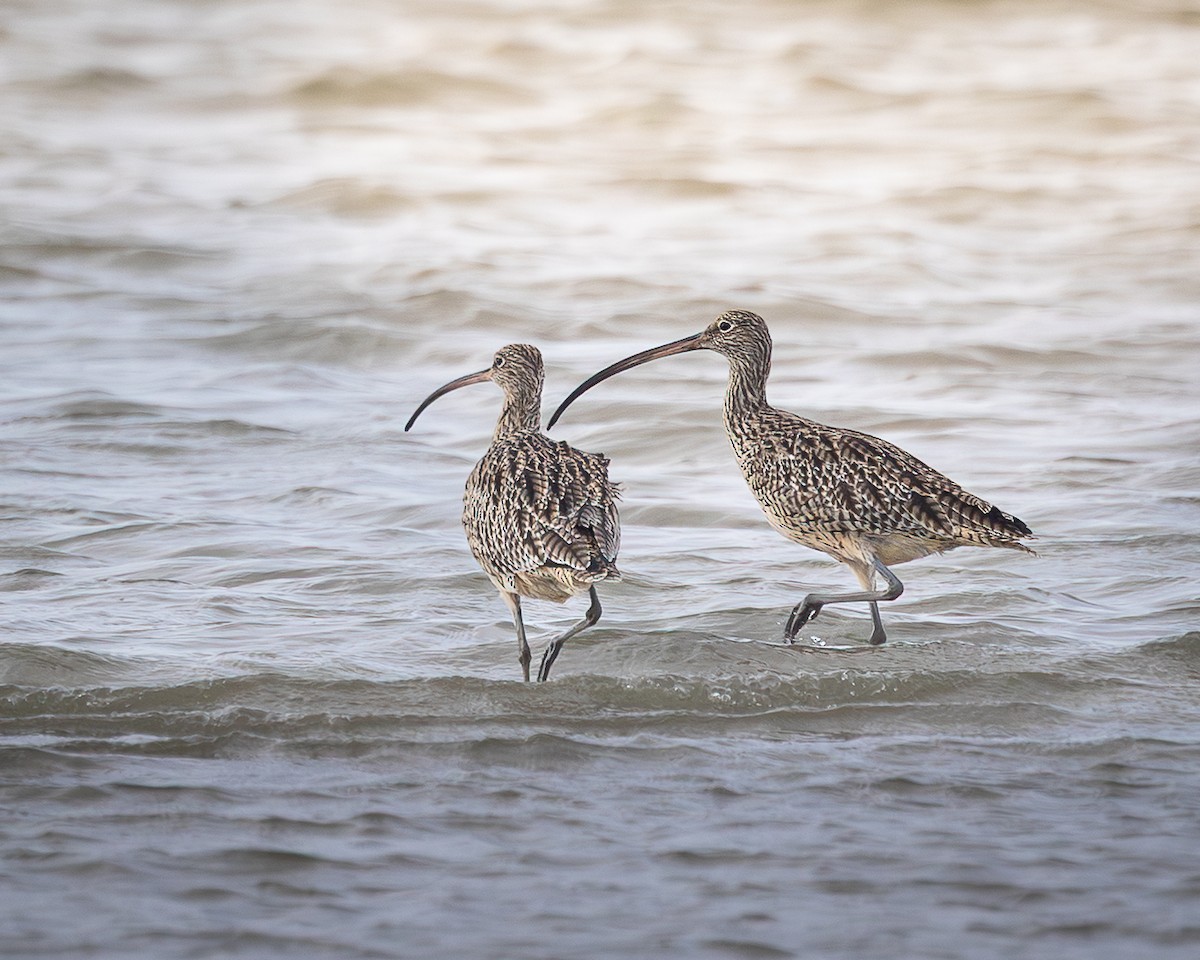 Far Eastern Curlew - ML646728201