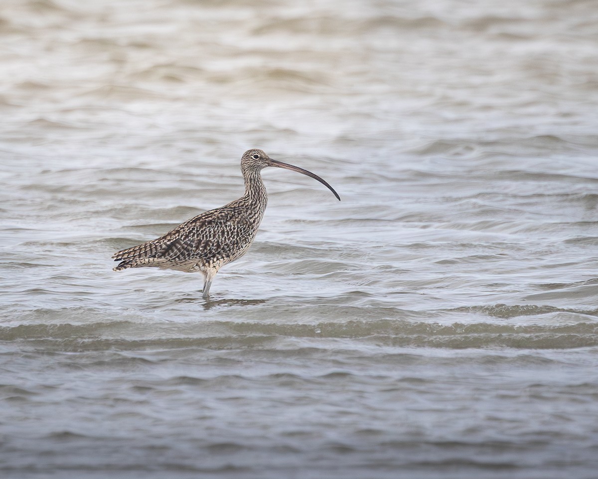 Far Eastern Curlew - ML646728202