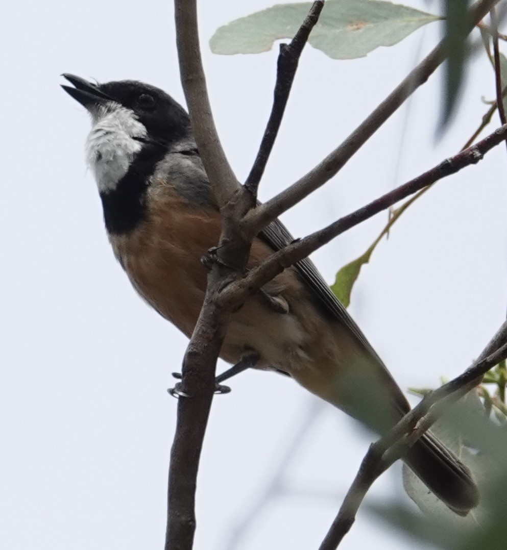 Rufous Whistler - ML646728203